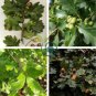 Oak Tree 20 Seeds