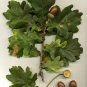 Oak Tree 20 Seeds