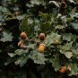 Oak Tree 20 Seeds