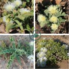 Mesembryanthemum Crystallinum 200 Seeds