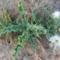 Mesembryanthemum Crystallinum 200 Seeds
