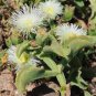 Mesembryanthemum Crystallinum 200 Seeds