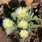 Mesembryanthemum Crystallinum 200 Seeds