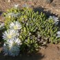 Mesembryanthemum Crystallinum 200 Seeds