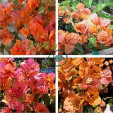 Orange Purple Bougainvillea 200 Seeds