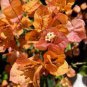 Orange Purple Bougainvillea 200 Seeds