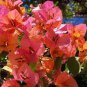 Orange Purple Bougainvillea 200 Seeds