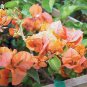 Orange Purple Bougainvillea 200 Seeds