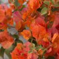 Orange Purple Bougainvillea 200 Seeds