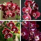 Phalaenopsis Orchid Seeds Dark Red Flowers 200 Seeds