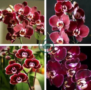 Phalaenopsis Orchid Seeds Dark Red Flowers 200 Seeds