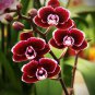 Phalaenopsis Orchid Seeds Dark Red Flowers 200 Seeds