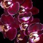 Phalaenopsis Orchid Seeds Dark Red Flowers 200 Seeds