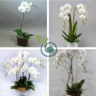 Orchid Seeds White Double Flowers with 200 Seeds