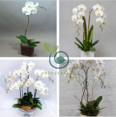 Orchid Seeds White Double Flowers with 200 Seeds
