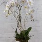 Orchid Seeds White Double Flowers with 200 Seeds