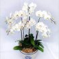 Orchid Seeds White Double Flowers with 200 Seeds