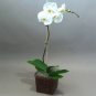 Orchid Seeds White Double Flowers with 200 Seeds