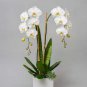 Orchid Seeds White Double Flowers with 200 Seeds