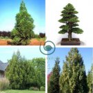Promotion Japanese Cedar Tree 200 Seeds