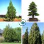 Promotion Japanese Cedar Tree 200 Seeds