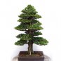 Promotion Japanese Cedar Tree 200 Seeds