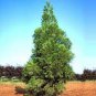 Promotion Japanese Cedar Tree 200 Seeds