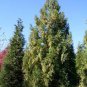 Promotion Japanese Cedar Tree 200 Seeds
