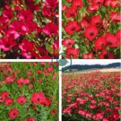 Linum Grandiflorum Bonsai Plant 100 Seeds