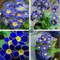 Kasuki Fresh Evening Primrose Bonsai Seedlings Perennial 200 Seeds