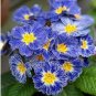Kasuki Fresh Evening Primrose Bonsai Seedlings Perennial 200 Seeds