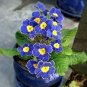 Kasuki Fresh Evening Primrose Bonsai Seedlings Perennial 200 Seeds