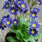 Kasuki Fresh Evening Primrose Bonsai Seedlings Perennial 200 Seeds