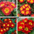Kasuki Fresh Evening Primrose Bonsai Seedlings Perennial 200 Seeds