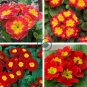 Kasuki Fresh Evening Primrose Bonsai Seedlings Perennial 200 Seeds