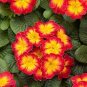 Kasuki Fresh Evening Primrose Bonsai Seedlings Perennial 200 Seeds
