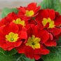Kasuki Fresh Evening Primrose Bonsai Seedlings Perennial 200 Seeds
