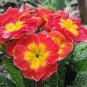 Kasuki Fresh Evening Primrose Bonsai Seedlings Perennial 200 Seeds