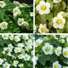 Rare Exacum Affine Bonsai Summer Skies Exacum Affine Flower 200 Seeds