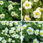 Rare Exacum Affine Bonsai Summer Skies Exacum Affine Flower 200 Seeds