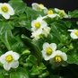 Rare Exacum Affine Bonsai Summer Skies Exacum Affine Flower 200 Seeds