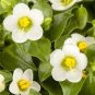 Rare Exacum Affine Bonsai Summer Skies Exacum Affine Flower 200 Seeds