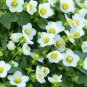 Rare Exacum Affine Bonsai Summer Skies Exacum Affine Flower 200 Seeds