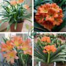 Clivia Bonsai Clivia Potted Bonsai Balcony Flower 200 Seeds