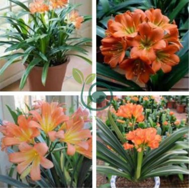 Clivia Bonsai Clivia Potted Bonsai Balcony Flower 200 Seeds
