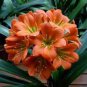 Clivia Bonsai Clivia Potted Bonsai Balcony Flower 200 Seeds