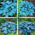 Hosta Bonsai Perennials Plantain Beautiful Lily Flower 200 Seeds