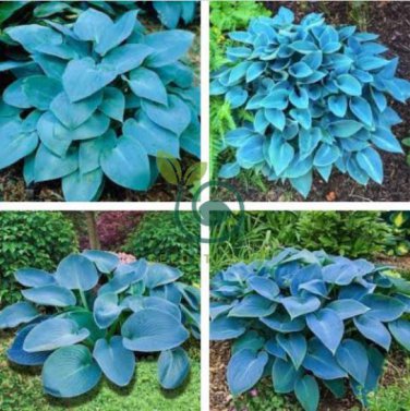 Hosta Bonsai Perennials Plantain Beautiful Lily Flower 200 Seeds