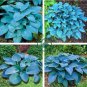 Hosta Bonsai Perennials Plantain Beautiful Lily Flower 200 Seeds