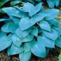 Hosta Bonsai Perennials Plantain Beautiful Lily Flower 200 Seeds